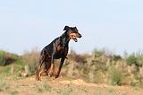 DOBERMANN 635